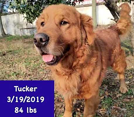 Photo of Tucker #image