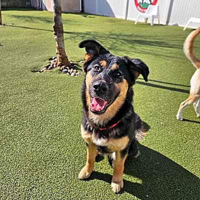 Photo of Georgia (Emmy/Loofy) LA Fire Dog #image