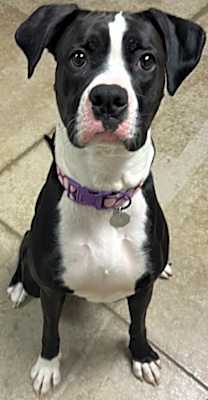 Photo of Moo Moo #image