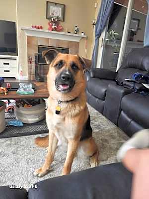 Photo of Koda #image