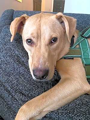 Photo of Stella #image