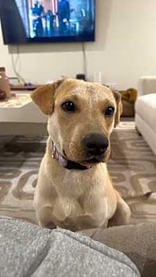 Photo of Toast #image