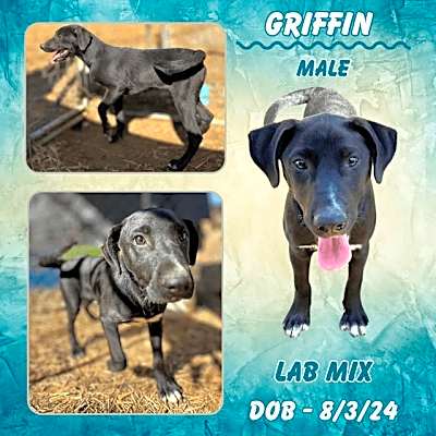 Photo of Griffin #image