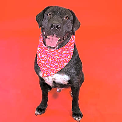 Photo of Rocky #image