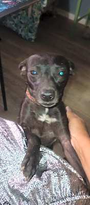 Photo of Gypsy #image