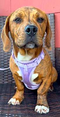 Photo of Jax #image