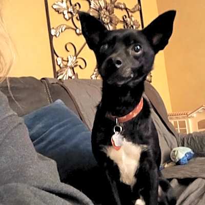 Photo of Bandit #image