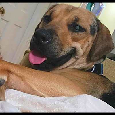Photo of Biscuit #image