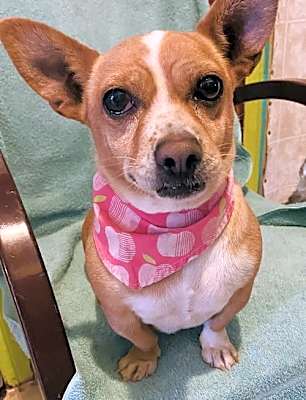 Photo of Chiquita #image