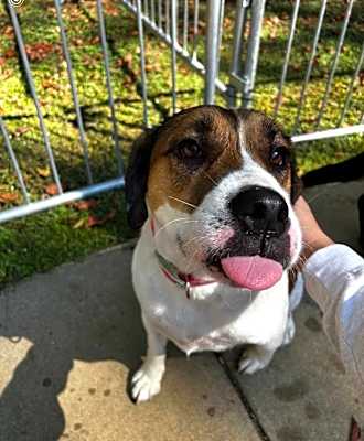 Photo of Scout URGENT HEADING 2 SHELTER #image