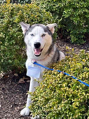 Photo of Sasha *Foster Needed* #image