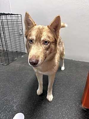 Photo of Rose *Foster Needed* #image