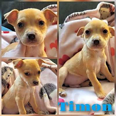 Photo of Timon #image