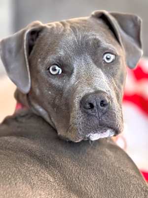 Photo of Lainey #image