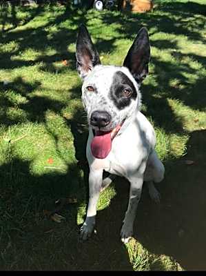 Photo of Remi (a courtesy listing in South Bend IN) #image