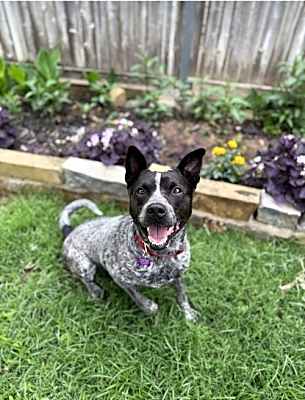Photo of Bullett #image