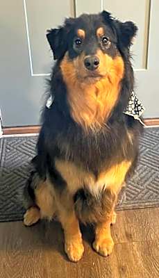 Photo of Huckleberry #image