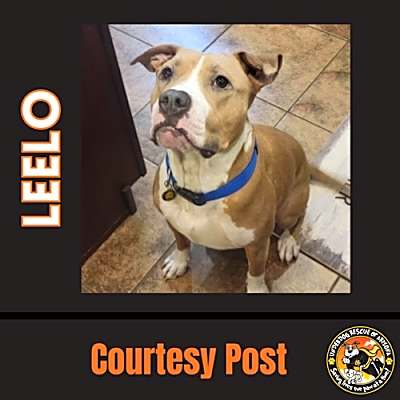 Photo of LEELO #image