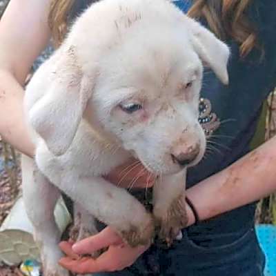 Photo of ZCL Pyrenees pups #image