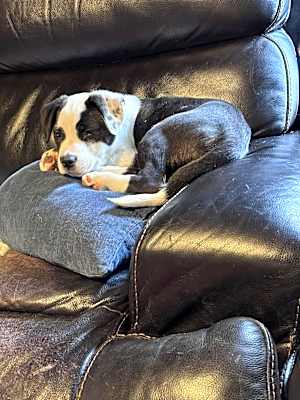 Photo of Millie #image