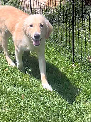 Photo of Cutter (Baseball Litter '25) #image
