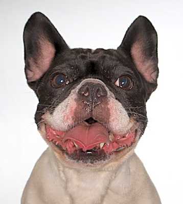 Photo of Queenie #image