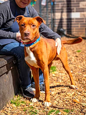 Photo of Prince- IN FOSTER #image