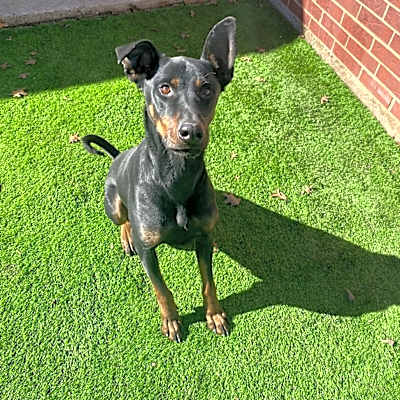 Photo of Dobby #image
