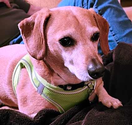 Photo of Chester #image