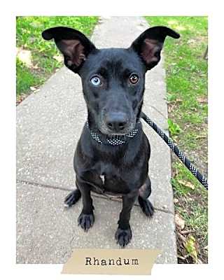 Photo of Diamond (Rhandum) #image