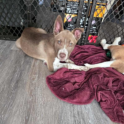 Photo of Loki #image