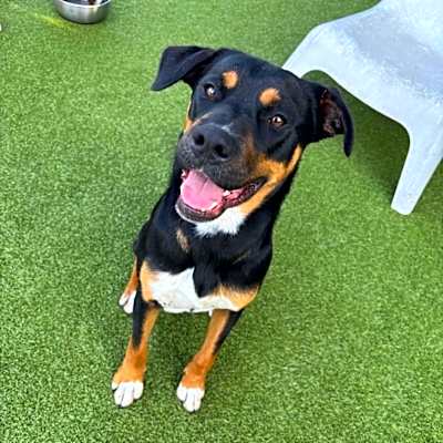 Photo of Lloyd (Sebastian)  LA Fire Dogs #image