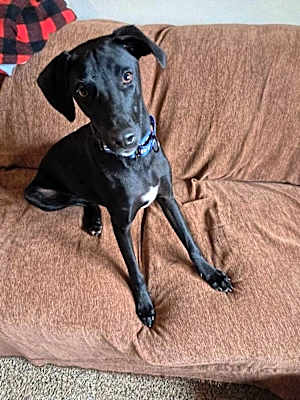 Photo of Sherlock #image