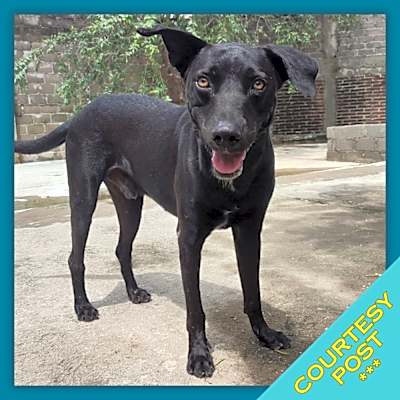 Photo of Pancho (CP) #image