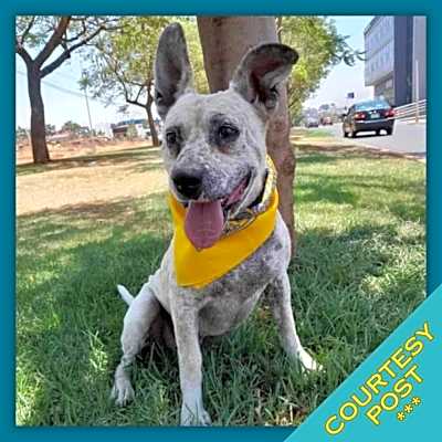 Photo of Ruffo (CP) #image