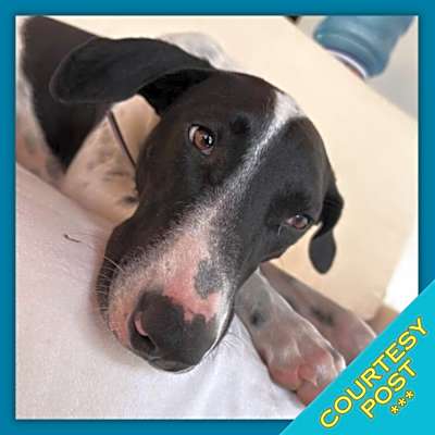 Photo of Libby (CP) #image