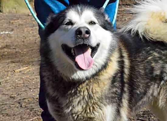 Photo of Nala #image