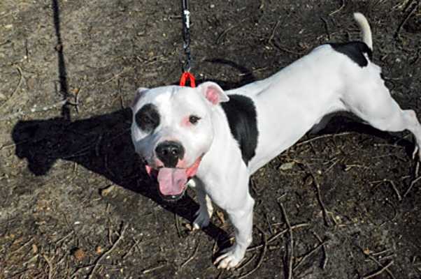 Photo of Rocky #image