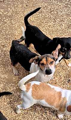 Photo of Doxibeaglechix #image