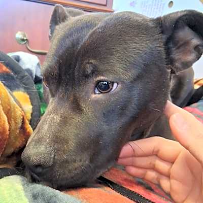 Photo of Olive #image