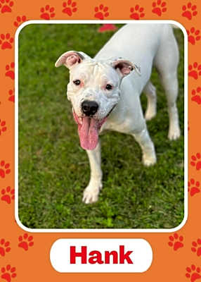 Photo of Hank #image
