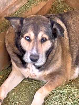 Photo of BAILEY #image