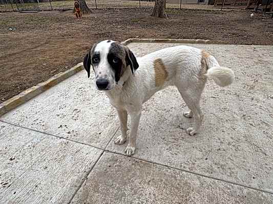 Photo of Rags #image