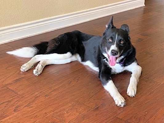 Photo of Millie #image