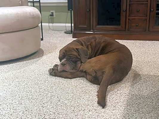 Photo of Moose (Mastiff) #image