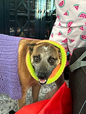 Photo of Bailey #image