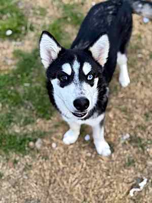 Photo of Wyatt #image