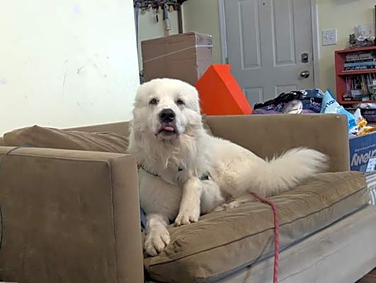 Photo of Remy #image