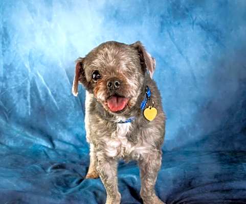 Photo of Ziggy #image