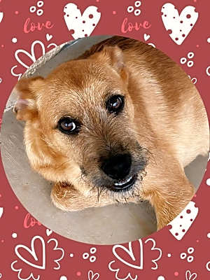 Photo of OSCAR - Tri Pawd! #image